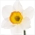 Narcissus